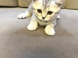 British Shorthair Silver Tabby Dişi İstanbul