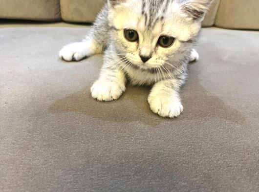 British Shorthair Silver Tabby Dişi İstanbul görsel