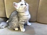 British Shorthair Silver Tabby Dişi İstanbul