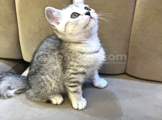 British Shorthair Silver Tabby Dişi İstanbul