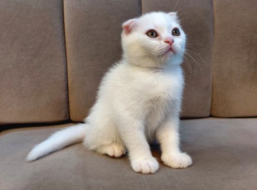 Pamuk Beyaz Scottish Fold Dişi Küçükçekmece
