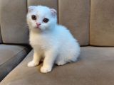Pamuk Beyaz Scottish Fold Dişi Küçükçekmece