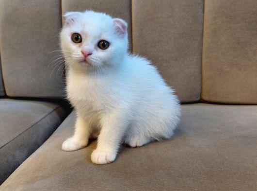 Pamuk Beyaz Scottish Fold Dişi Küçükçekmece görsel
