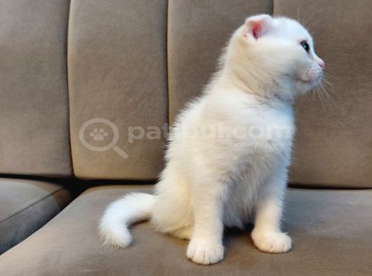 Pamuk Beyaz Scottish Fold Dişi Küçükçekmece görsel
