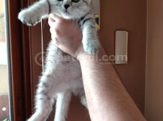 British Shorthair Silver Tabby Dişi İstanbul görsel