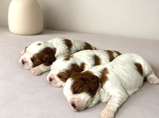 Ev Ortamında Doğmuş Cavalier King Charles Minikler Gölcük görsel