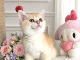 Safkan British Shorthair Golden Ny12
