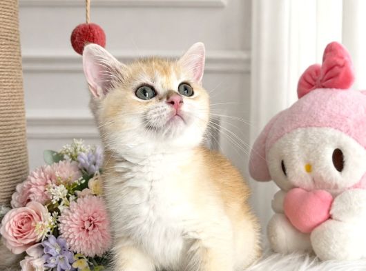 Sarı safkan British Shorthair Golden ny12