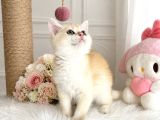 Safkan British Shorthair Golden Ny12