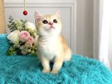 British Shorthair Golden Yavrular