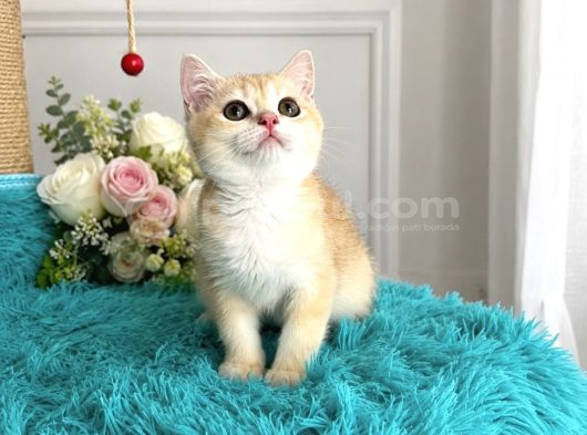 British Shorthair Golden Yavrular