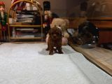 Kore Kan Toy Poodle Yavrumuz