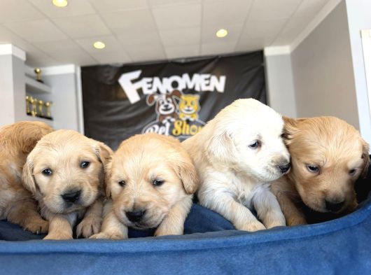 Baby Face Golden Retriewer Yavrulari Safkan Belgeli̇ Ankara görsel