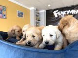 Baby Face Golden Retriewer Yavrulari Safkan Belgeli̇ Ankara