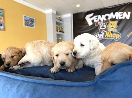 Baby Face Golden Retriewer Yavrulari Safkan Belgeli̇ Ankara görsel
