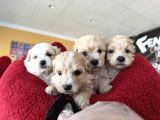 Renk Renk Orji̇nal Malti̇poo  Yavrularimiz Güncel Ankara