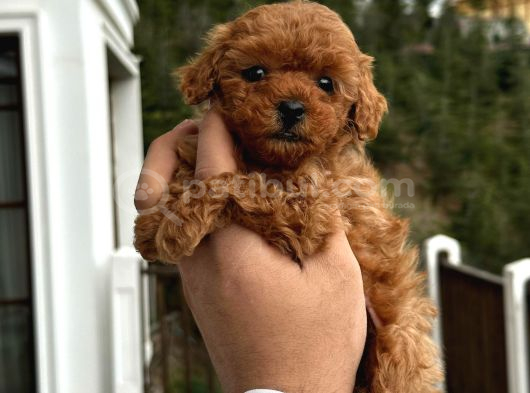 Safkan toy poodle yavrumuz