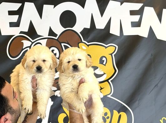 Baby Face Golden Retriewer Yavrulari Safkan Belgeli̇ Ankara görsel