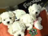 Renk Renk Orji̇nal Malti̇poo  Yavrularimiz Güncel Ankara