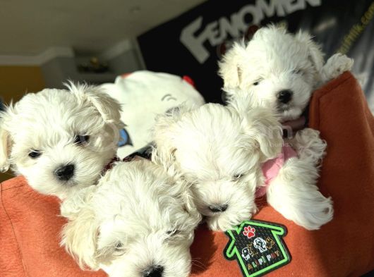 RENK RENK ORJİNAL MALTİPOO  YAVRULARIMIZ GÜNCEL ANKARA