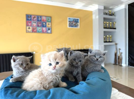Shoooowwww Kalite Brıtısh Shortha Yavrular Ankara Mağazamız görsel