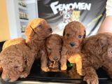 Renk Renk Orji̇nal Malti̇poo  Yavrularimiz Güncel Ankara