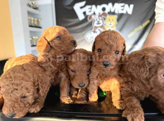 Renk Renk Orji̇nal Malti̇poo  Yavrularimiz Güncel Ankara görsel