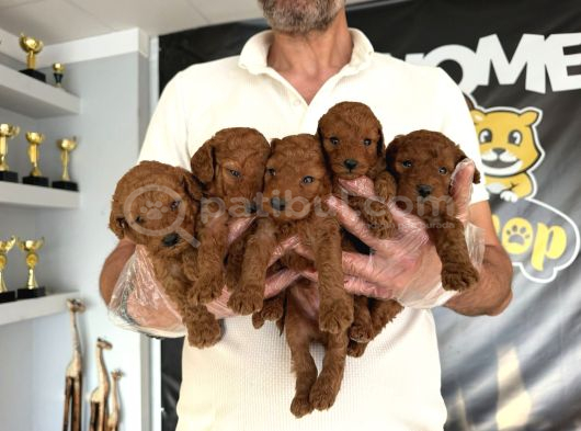 Renk Renk Orji̇nal Malti̇poo  Yavrularimiz Güncel Ankara görsel