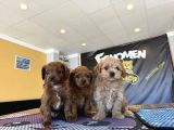 Renk Renk Orji̇nal Malti̇poo  Yavrularimiz Güncel Ankara