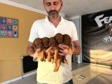Renk Renk Orji̇nal Malti̇poo  Yavrularimiz Güncel Ankara
