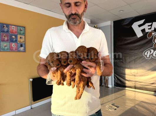 Renk Renk Orji̇nal Malti̇poo  Yavrularimiz Güncel Ankara görsel