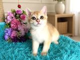 Portakal Renginde British Shorthair Golden