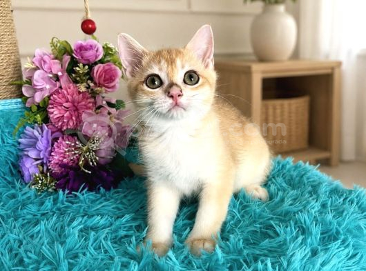 Portakal Renginde British Shorthair Golden görsel