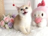 Safkan British Shorthair Golden Ny12
