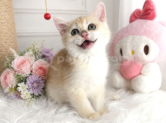 Safkan British Shorthair Golden Ny12 görsel