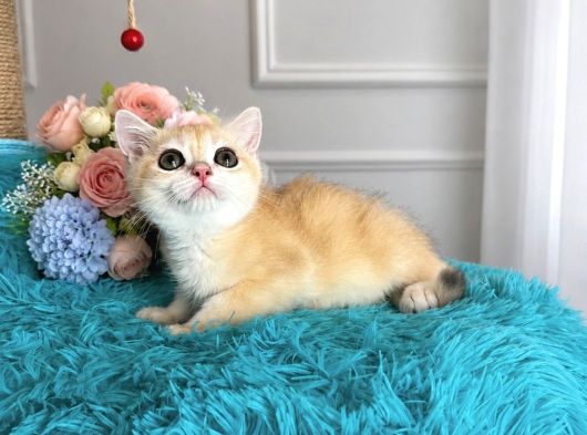 British Shorthair Golden Yavrular görsel