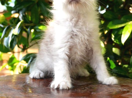 Türkiyenın En Büyük Maine Coon Kedi Evinden görsel