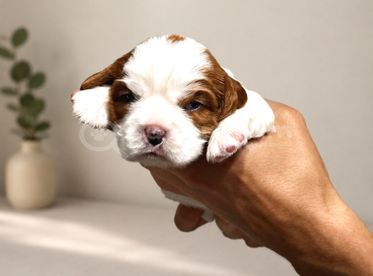 Ev Ortamında Doğmuş Cavalier King Charles Minikler Gölcük görsel