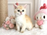 Safkan British Shorthair Golden Ny12