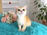British Shorthair Golden Yavrular