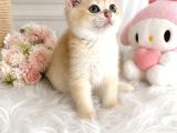 Safkan British Shorthair Golden Ny12