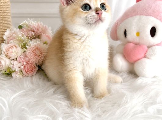Safkan British Shorthair Golden Ny12 görsel