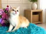 Portakal Renginde British Shorthair Golden