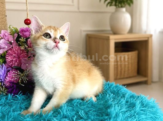 Portakal Renginde British Shorthair Golden görsel
