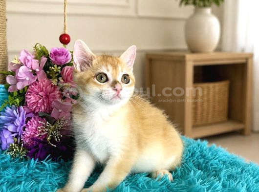 Portakal Renginde British Shorthair Golden