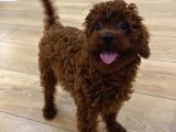 SON FİYAT 0 Numara Toy Poodle Koyu Erkek Adana