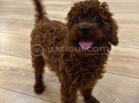 SON FİYAT 0 Numara Toy Poodle Koyu Erkek Adana