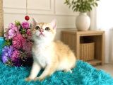 Portakal Renginde British Shorthair Golden