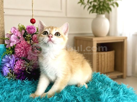 Portakal Renginde British Shorthair Golden görsel