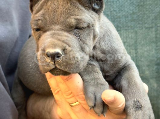 Devasa Irk Blue Cane Corso Yavrular İtalyan Aygırı